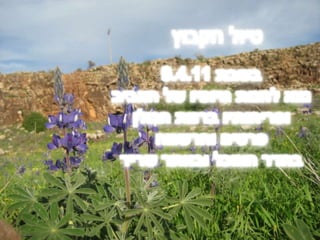 טיול הקבוץבשבת 9.4.11נצא להנות מיופיו של האביבופריחותיו ברמת הגולןפרטים והרשמהבחדר האוכל ובאתר שריד