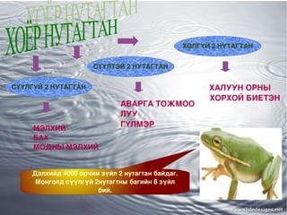 Хөврөлийн хөгжлийн үед биеийн тэнхлэг нь хөвч байснаа сээр нурууны тэнхлэг ясаар солигддог. 