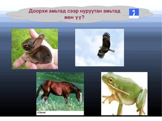 Сээр нуруутны 5 ангийн гол төлөөлөгчдөөс нэрлэж, хамаатуулах 