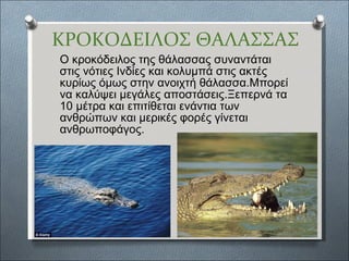 ΚΡΟΚΟΔΕΙΛΟΣ ΘΑΛΑΣΣΑΣ Ο κροκόδειλος της θάλασσας συναντάται στις νότιες Ινδίες και κολυμπά στις ακτές  κυρίως όμως στην ανοιχτή θάλασσα.Μπορεί να καλύψει μεγάλες αποστάσεις.Ξεπερνά τα 10 μέτρα και επιτίθεται ενάντια των ανθρώπων και μερικές φορές γίνεται ανθρωποφάγος. 