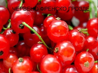 ЧЕРВЕНО ФРЕНСКО ГРОЗДЕ 