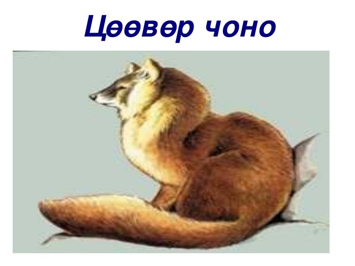 үзүүлэн1 амьтад