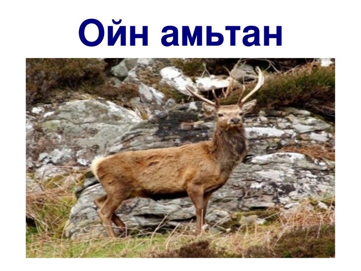 ойн амьтан үзүүлэн 1