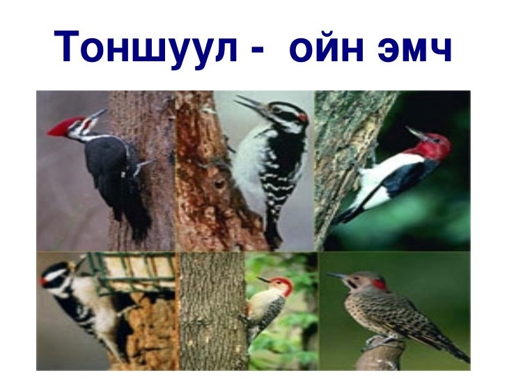 үзүүлэн 1 ойн амьтад