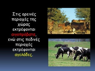 Στις ορεινές περιοχές της χώρας εκτρέφονται αιγοπρόβατα, ενώ στις πεδινές περιοχές εκτρέφονται αγελάδες.