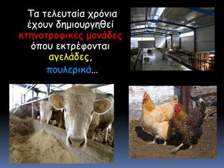     Τα τελευταία χρόνια έχουν δημιουργηθεί κτηνοτροφικές μονάδες όπου εκτρέφονται αγελάδες,πουλερικά…