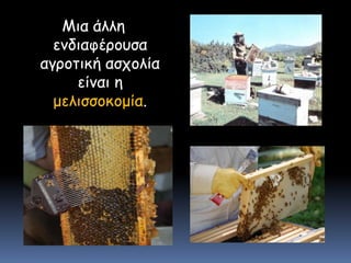 Μια άλλη ενδιαφέρουσα αγροτική ασχολία είναι η μελισσοκομία. 