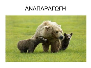 ΑΝΑΠΑΡΑΓΩΓΗ