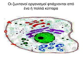 Οι ζωντανοί οργανισμοί φτιάχνονται από ένα ή πολλά κύτταρα