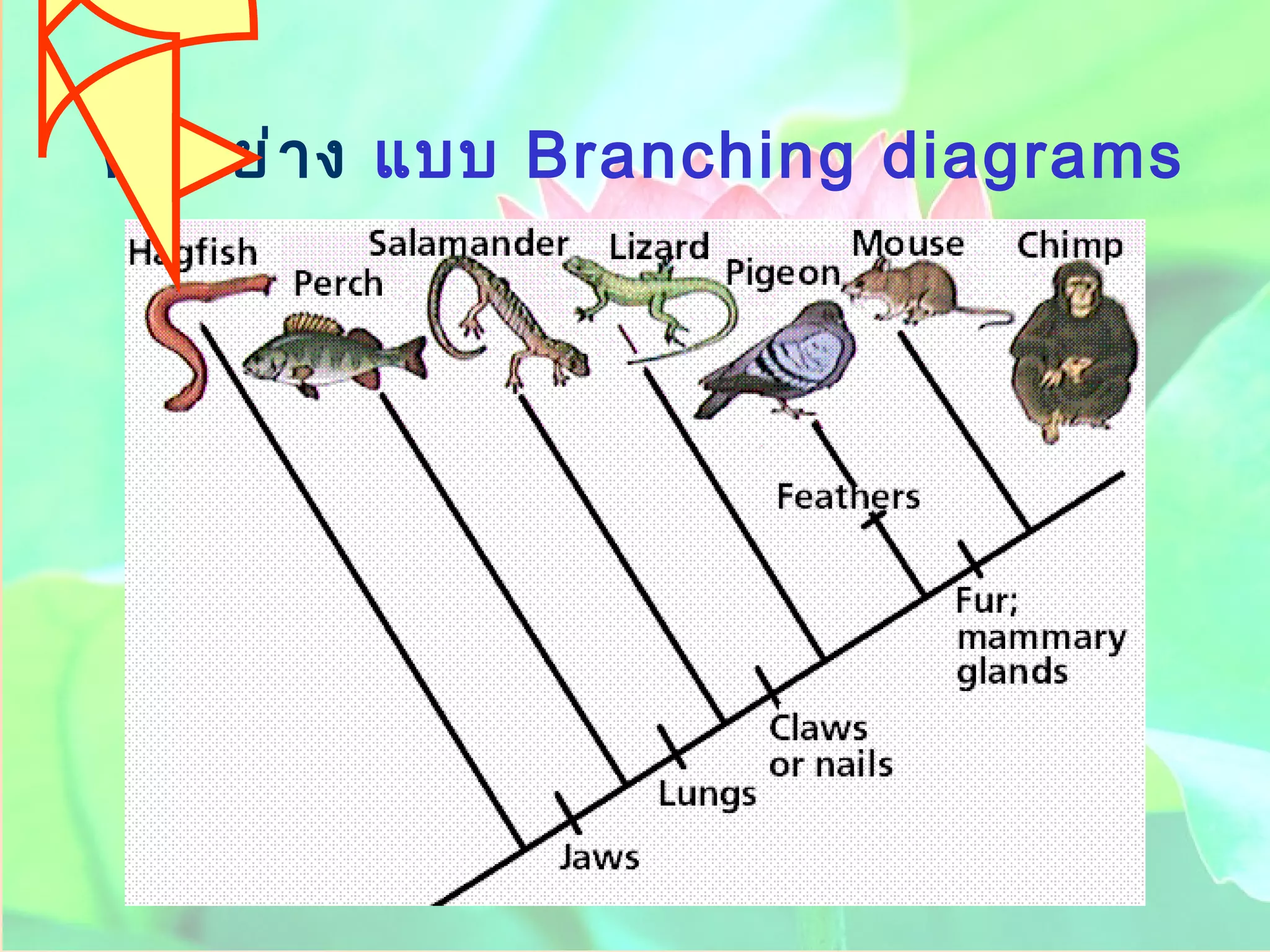 ตัวอย่าง  แบบ   Branching diagrams   