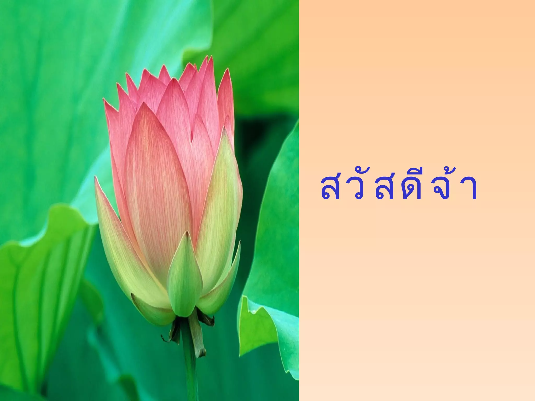 สวัสดีจ้า 