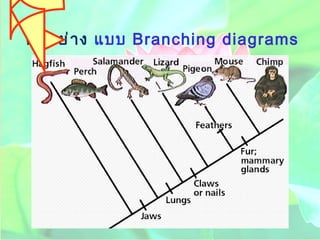 ตัวอย่าง  แบบ   Branching diagrams   
