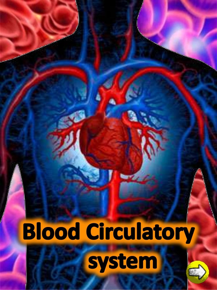 blood circulatory system