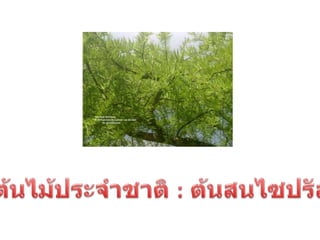 ประเทศภูฎาน