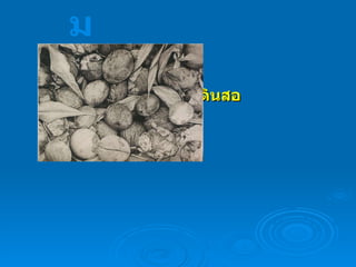 ดินสอ จิตรกรรม 