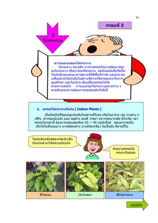 13
                                                       กรอบที่ 3

            2
        ไมกระถาง




                  ความหมายของไมกระถาง
                     ไมกระถาง หมายถึง การนําพรรณไมบางชนิดมาปลูก
               ลงในกระถาง หรือภาชนะที่สวยงาม จุดประสงคเพื่อใชเปน
               ไมประดับตกแตงอาคารสถานที่ที่มีพื้นที่จํากัด และสามารถ
               เคลื่อนยายไปประดับในสถานที่ตางๆไดงายสะดวกในการ
               ดูแลรักษา และโยกยาย สับเปลี่ยนพรรณไมได
               ตามความพอใจ       การแบงกลุมไมกระถางอยางกวาง ๆ
               ตามลักษณะความตองการแสงของตนไมดังนี้




   1. พรรณไมกระถางในรม ( Indoor Plants )
         เปนพันธุไมที่นิยมปลูกประดับในสถานที่ในรม หรือในอาคาร เชน วานตาง ๆ
 เฟรน สาวนอยปะแปง บอน พลูดาง เดหลี วาสนา หมากผูหมากเมีย บีโกเนีย ฯลฯ
 พรรณไมเหลานี้ ตองการแสงแดดเพียง 20 –- 40 เปอรเซ็นต ชอบอากาศเย็น
  เปนไมใบที่บอบบาง บางชนิดเปราะ บางชนิดเหนียว ใบเปนมัน มีลายที่ใบ



ไมประดับหนึ่งชนิดจะจัดเขาเปน
ประเภทตางๆไดหลายประเภท
                                                            ตัวอยางพรรณไม
                                                               กระถางในรมคะ




     ฟโลทอง                       เงินไหลมา                   เฟรนขาหลวง


                                                                          6 52
 