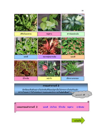 14




   เฟรนใบมะขาม                 พลูดาง                 สาวนอยปะแปง




       เดหลี                 หมากผูหมากเมีย                 บอนสี




      บีโกเนีย                   หนาวัว                ปริกหางกระรอก


                             กรอบคําถามที่ 3
     นักเรียนเห็นตัวอยางไมประดับที่นิยมปลูกเปนไมกระถางในรมกันแลว
 ทราบไหมคะวาไมในรมตองการแสงแดดประมาณกี่เปอรเซ็นต
                                                                     ?& 9    15


เฉลยกรอบคําถามที่ 2          บอนสี เงินไหล บีโกเนีย พลูดาง          ฤาษีผสม




                                                                 6 52
 