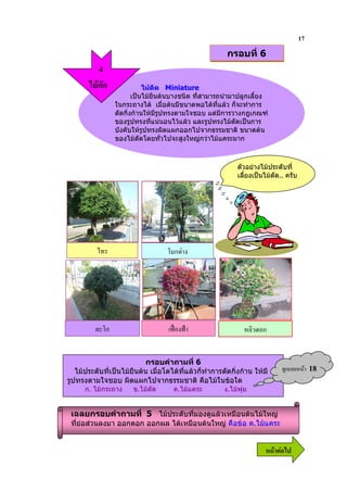 17
                                                        กรอบที่ 6
           4
                           ไมดัด Miniature
                       เปนไมยืนตนบางชนิด ที่สามารถนํามาปลูกเลี้ยง
                ในกระถางได เมื่อตนมีขนาดพอไดที่แลว ก็จะทําการ
                ดัดกิ่งกานใหมีรูปทรงตามใจชอบ แตมการวางกฎเกณฑ
                                                     ี
                ของรูปทรงที่แนนอนไวแลว และรูปทรงไมดัดเปนการ
                บังคับใหรูปทรงผิดแผกออกไปจากธรรมชาติ ขนาดตน
                ของไมดัดโดยทั่วไปจะสูงใหญกวาไมแคระมาก



                                                            ตัวอยางไมประดับที่
                                                            เลี้ยงเปนไมดัด.. ครับ




                                   1 ก /'




         .!1ก                       IJK 'IL                    9&% ก


                            กรอบคําถามที่ 6
   ไมประดับที่เปนไมยืนตน เมื่อโตไดที่แลวก็ทําการดัดกิ่งกาน ใหมี        ?& 9        18
รูปทรงตามใจชอบ ผิดแผกไปจากธรรมชาติ คือไมในขอใด
      ก. ไมกระถาง     ข.ไมดัด      ค.ไมแคระ         ง.ไมพุม


 เฉลยกรอบคําถามที่ 5 ไมประดับที่มองดูแลวเหมือนตนไมใหญ
 ที่ยอสวนลงมา ออกดอก ออกผล ไดเหมือนตนใหญ คือขอ ค.ไมแคระ


                                                                      6 52
 