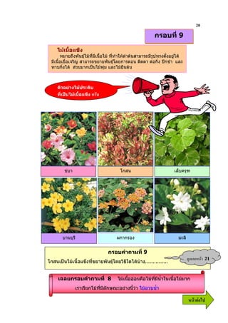 20
                                                             กรอบที่ 9

     ไมเนื้อแข็ง
        หมายถึงพันธุไมที่มีเนื้อไม ที่ทําใหลําตนสามารถมีรูปทรงตั้งอยูได
 มีเนื้อเยื่อเจริญ สามารถขยายพันธุโดยการตอน ติดตา ตอกิ่ง ปกชํา และ
 ทาบกิ่งได สวนมากเปนไมพุม และไมยืนตน



     ตัวอยางไมประดับ
     ที่เปนไมเนื้อแข็ง 3




        ชบา                              โกสน                           เล็บครุฑ




       บานบุรี                         ผกากรอง                             มะลิ


                                  กรอบคําถามที่ 9
โกสนเปนไมเนื้อแข็งที่ขยายพันธุโดยวิธีใดไดบาง...............
                                                                                  ?& 9    21

     เฉลยกรอบคําถามที่ 8               ไมเนื้อออนคือไมที่มีน้ําในเนื้อไมมาก
               เราเรียกไมที่มีลักษณะอยางนี้วา ไมอวบน้ํา

                                                                                  6 52
 