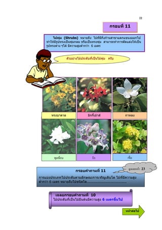 22
                                                   กรอบที่ 11

          ไมพุม (Shrubs) หมายถึง ไมที่มีกิ่งกานสาขาแตกแขนงออกไป
     ทําใหมีรูปทรงเปนพุมกลม หรือเปนทรงพุม สามารถทําการตัดแตงใหเปน
     รูปทรงตาง ๆได มีความสูงต่ํากวา 6 เมตร


                   ตัวอยางไมประดับที่เปนไมพุม ครับ




        ทรงบาดาล                   มิกกี้เมาส              กาหลง




             -                          ก

                         กรอบคําถามที่ 11
                                                                 ?& 9       23
การแบงประเภทไมประดับตามลักษณะการเจริญเติบโต ไมที่มีความสูง
ต่ํากวา 6 เมตร หมายถึงไมชนิดใด.....................................


           เฉลยกรอบคําถามที่ 10
          ไมประดับที่เปนไมยืนตนมีความสูง 6 เมตรขึ้นไป


                                                              หนาตอไป
 