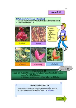27

                                                        กรอบที่ 16


    ไมกึ่งลมลุกหรือไมขามฤดู (Biennials)
        หมายถึง พันธุไมที่มีการเจริญเติบโตในปแรก ใหดอกใหผลในป
    ที่ 2 และจะตายภายใน 2 ป


                                                   ตัวอยาง
                                                   ไมประดับ
                                                   ที่เปน
                                                   ไมกึ่งลมลุก
                                                   หรือ
                                                   ไมขามฤดู
                                                   ครับ

        -/ ก& M '                     #'




         ก&% 0 9 '            ก&% %                    ก&% %

                                                                          ?& 9        28
                           กรอบคําถามที่ 16
กรอบที่ 14 พันธุไมที่มีการเจริญเติบโตในปแรก ใหดอกใหผลในปที่ 2 และจะ
           ตายภายใน 2 ปคือไมในขอใด
           ก. ไมลมลุก ข.ไมกึ่งลมลุก ค.ไมอายุยืน ง. ไมยืนตน




                         เฉลยกรอบคําถามที่ 15
       การแบงประเภทไมประดับตามอายุของพันธุไม บานชื่น หงอนไก
       ดาวกระจาย และทานตะวัน จัดเปนไมในขอ ก. ไมลมลุก




                                                                   6 52
 