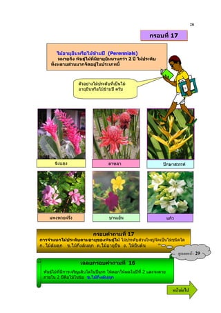 28
                                                         กรอบที่ 17

        ไมอายุยืนหรือไมขามป (Perennials)
         หมายถึง พันธุไมที่มีอายุยืนนานกวา 2 ป ไมประดับ
     ทั้งหลายสวนมากจัดอยูในประเภทนี้



                   ตัวอยางไมประดับที่เปนไม
                   อายุยืนหรือไมขามป ครับ




       ขิงแดง                       ดาหลา                       ปกษาสวรรค




     แพงพวยฝรั่ง                    บานเย็น                          แกว


                           กรอบคําถามที่ 17
การจําแนกไมประดับตามอายุของพันธุไม ไมประดับสวนใหญจัดเปนไมชนิดใด
ก. ไมลมลุก ข.ไมกึ่งลมลุก ค.ไมอายุยืน ง. ไมยืนตน
                                                                            ?& 9        29
                    เฉลยกรอบคําถามที่ 16
 พันธุไมที่มีการเจริญเติบโตในปแรก ใหดอกใหผลในปที่ 2 และจะตาย
 ภายใน 2 ปคือไมในขอ ข.ไมกึ่งลมลุก

                                                                        6 52
 