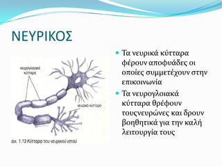 ΝΕΤΡΙΚΟ΢
            Σα νευρικά κύτταρα
             φέρουν αποφυάδεσ οι
             οποίεσ ςυμμετέχουν ςτην
             επικοινωνία
            Σα νευρογλοιακά
             κύτταρα θρέφουν
             τουσνευρώνεσ και δρουν
             βοηθητικά για την καλή
             λειτουργία τουσ
 