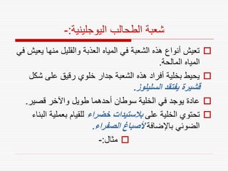 ‫شعبة الطحالب اليوجلينية:-‬
‫‪ ‬تعيش أنواع هذه الشعبة في المياه العذبة والقليل منها يعيش في‬
                                               ‫المياه المالحة.‬
   ‫‪ ‬يحيط بخلية أفراد هذه الشعبة جدار خلوي رقيق على شكل‬
                                     ‫قشيرة يفتقد السليلوز.‬
  ‫‪ ‬عادة يوجد في الخلية سوطان أحدهما طويل واآلخر قصير.‬
    ‫‪ ‬تحتوي الخلية على بالستيدات خضراء للقيام بعملية البناء‬
                          ‫الضوئي باإلضافة ألصباغ الصفراء.‬
                            ‫‪ ‬مثال:-‬
 