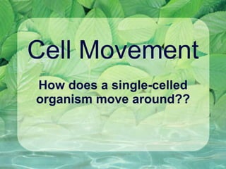 Cell Movement How does a single-celled organism move around?? 
