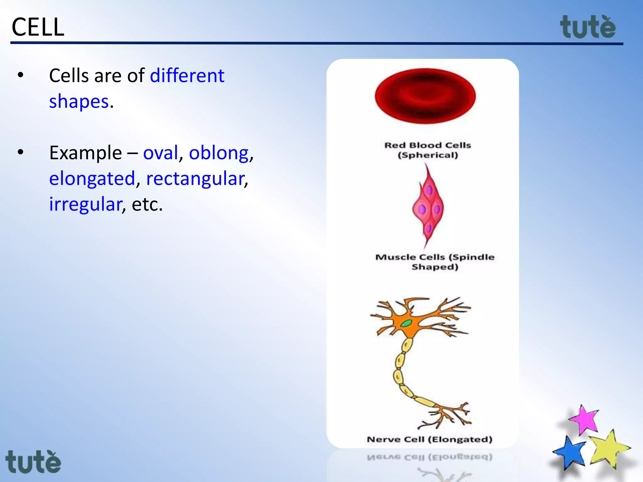 CELL
• Cells are of different
shapes.
• Example – oval, oblong,
elongated, rectangular,
irregular, etc.
 