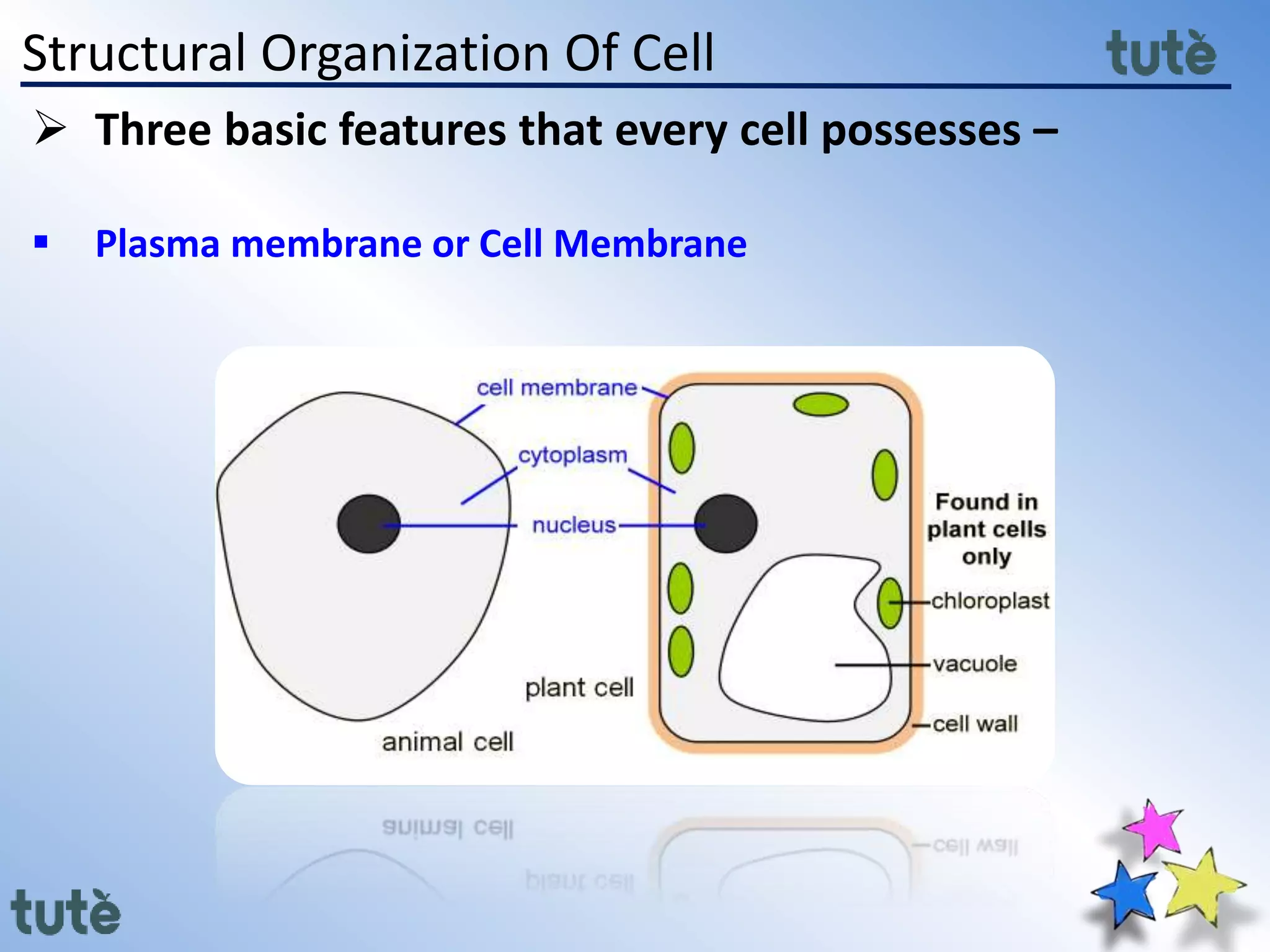 Structural Organization Of Cell
 Three basic features that every cell possesses –
 Plasma membrane or Cell Membrane
 