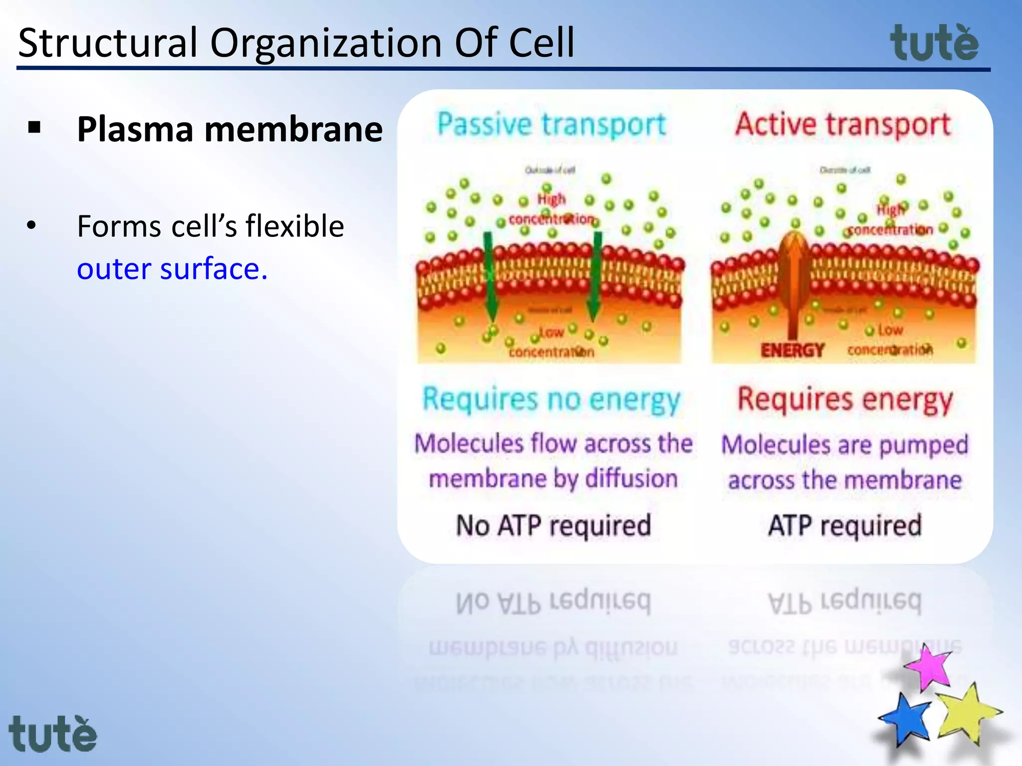 Structural Organization Of Cell
 Plasma membrane
• Forms cell’s flexible
outer surface.
 