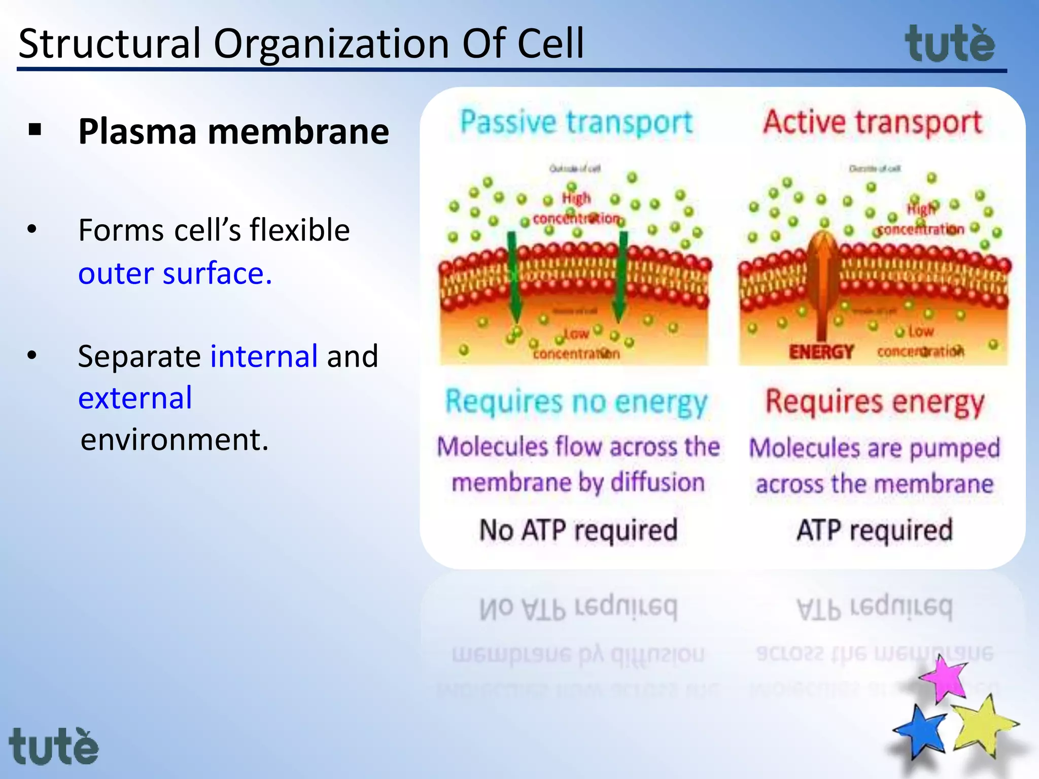 Structural Organization Of Cell
 Plasma membrane
• Forms cell’s flexible
outer surface.
• Separate internal and
external
environment.
 