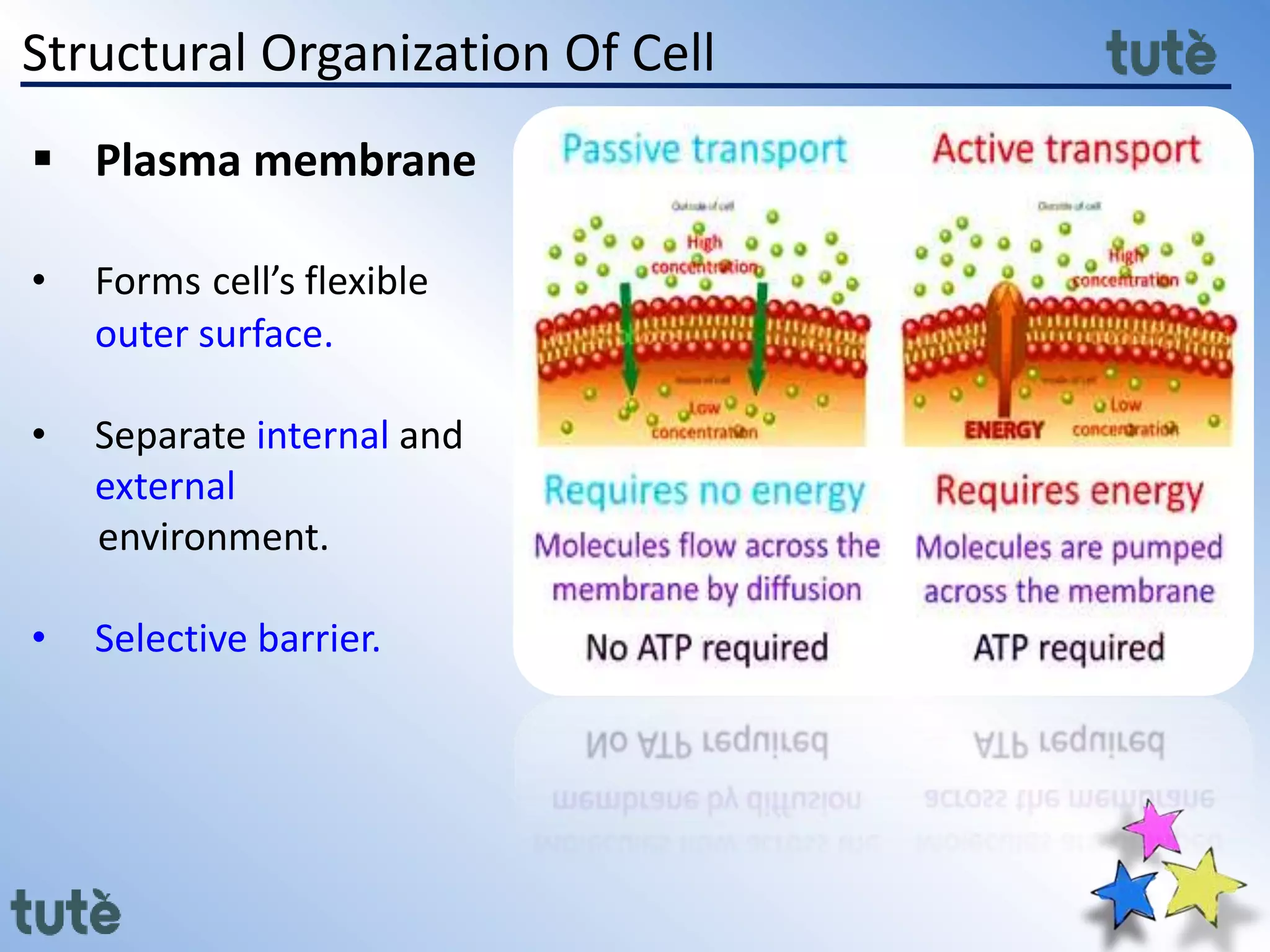 Structural Organization Of Cell
 Plasma membrane
• Forms cell’s flexible
outer surface.
• Separate internal and
external
environment.
• Selective barrier.
 