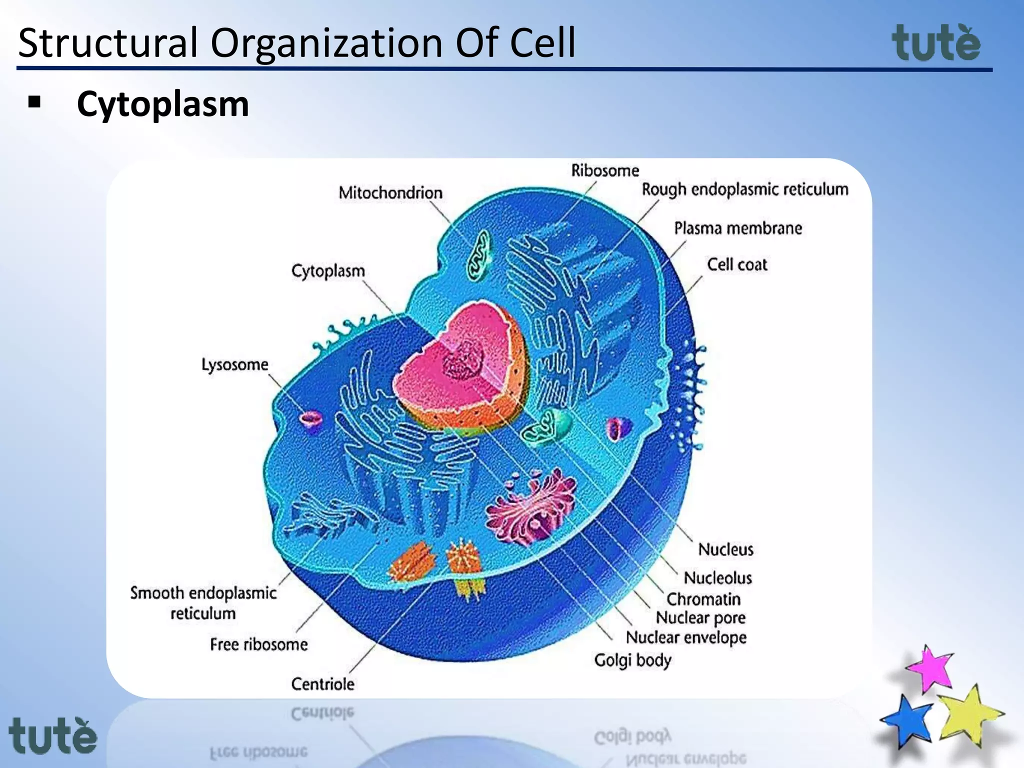 Structural Organization Of Cell
 Cytoplasm
 