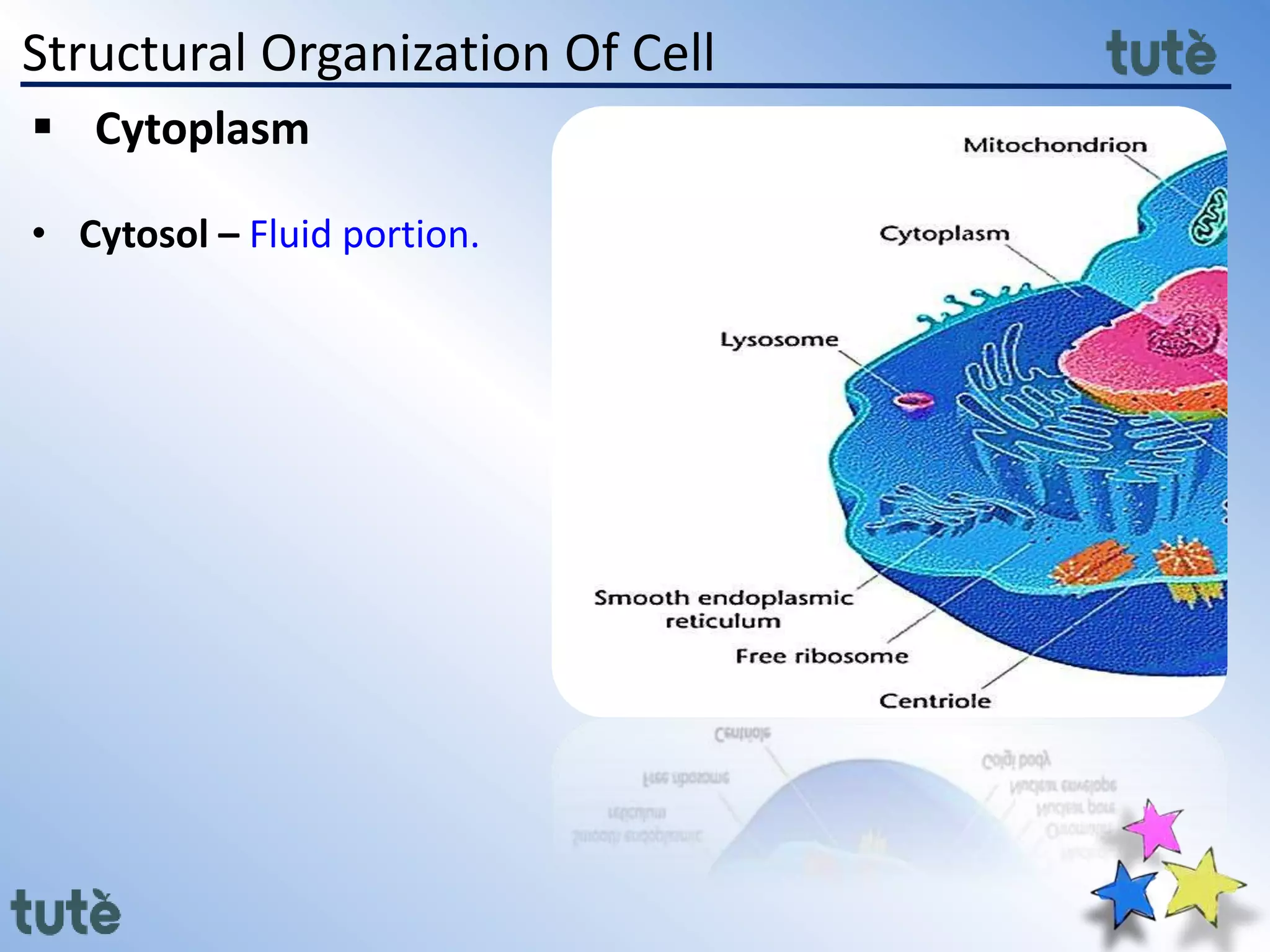 Structural Organization Of Cell
 Cytoplasm
• Cytosol – Fluid portion.
 