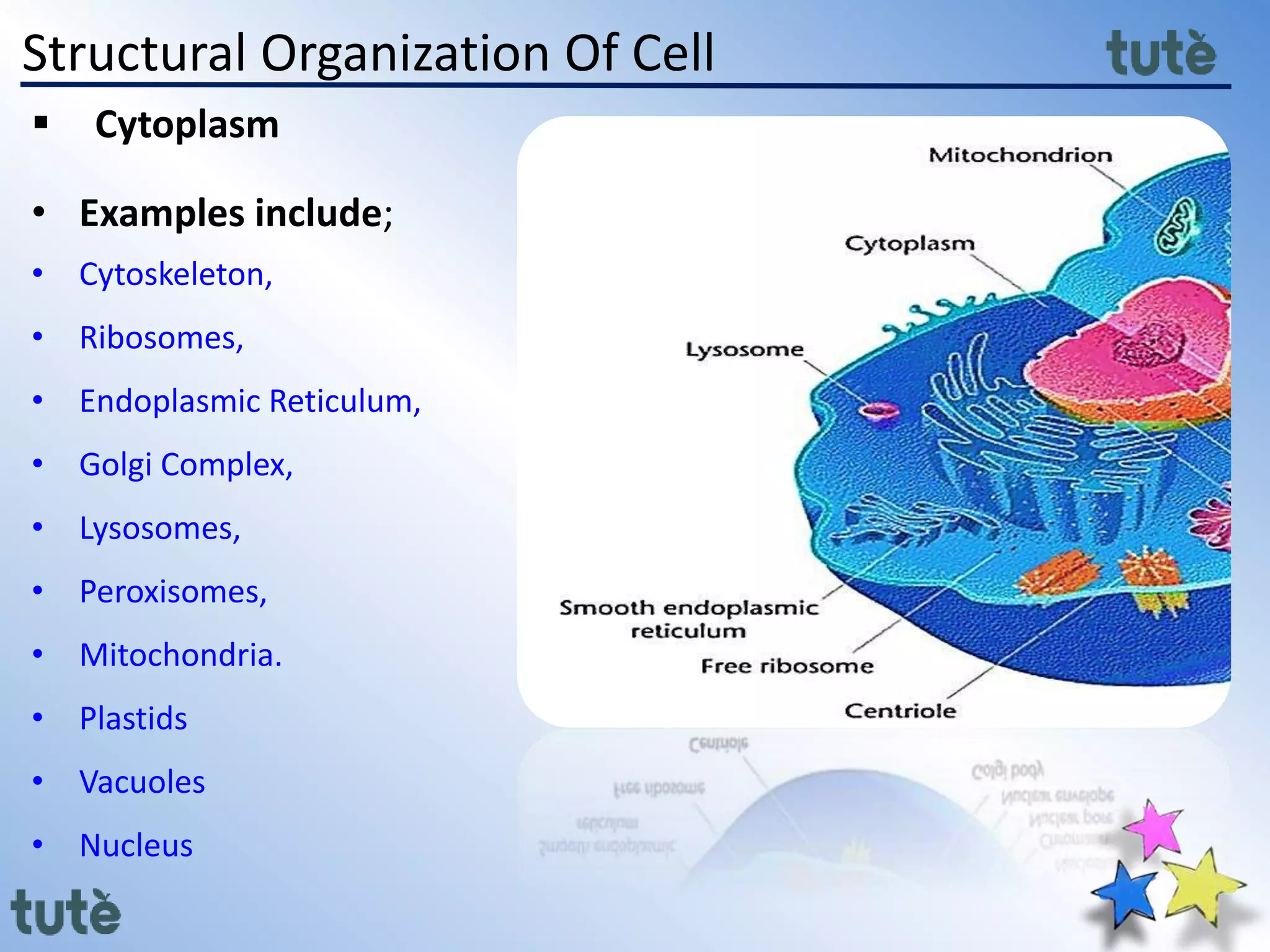 Structural Organization Of Cell
 Cytoplasm
• Examples include;
• Cytoskeleton,
• Ribosomes,
• Endoplasmic Reticulum,
• Golgi Complex,
• Lysosomes,
• Peroxisomes,
• Mitochondria.
• Plastids
• Vacuoles
• Nucleus
 