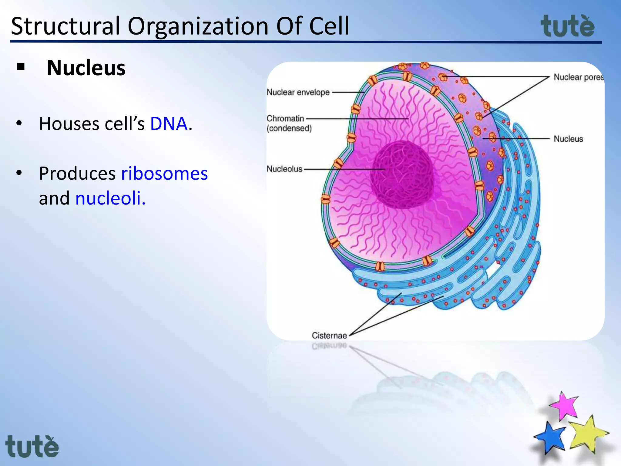 Structural Organization Of Cell
 Nucleus
• Houses cell’s DNA.
• Produces ribosomes
and nucleoli.
 