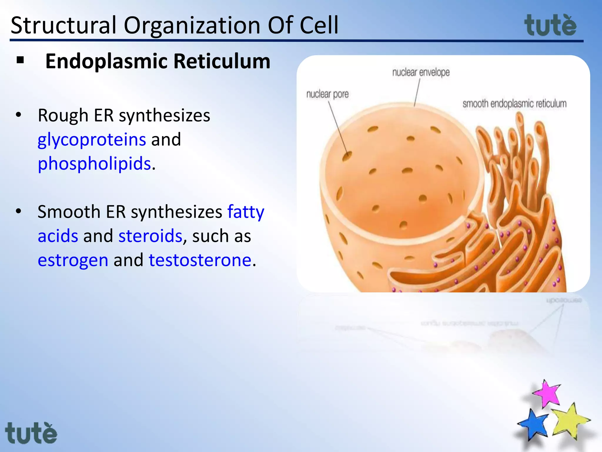 Structural Organization Of Cell
 Endoplasmic Reticulum
• Rough ER synthesizes
glycoproteins and
phospholipids.
• Smooth ER synthesizes fatty
acids and steroids, such as
estrogen and testosterone.
 