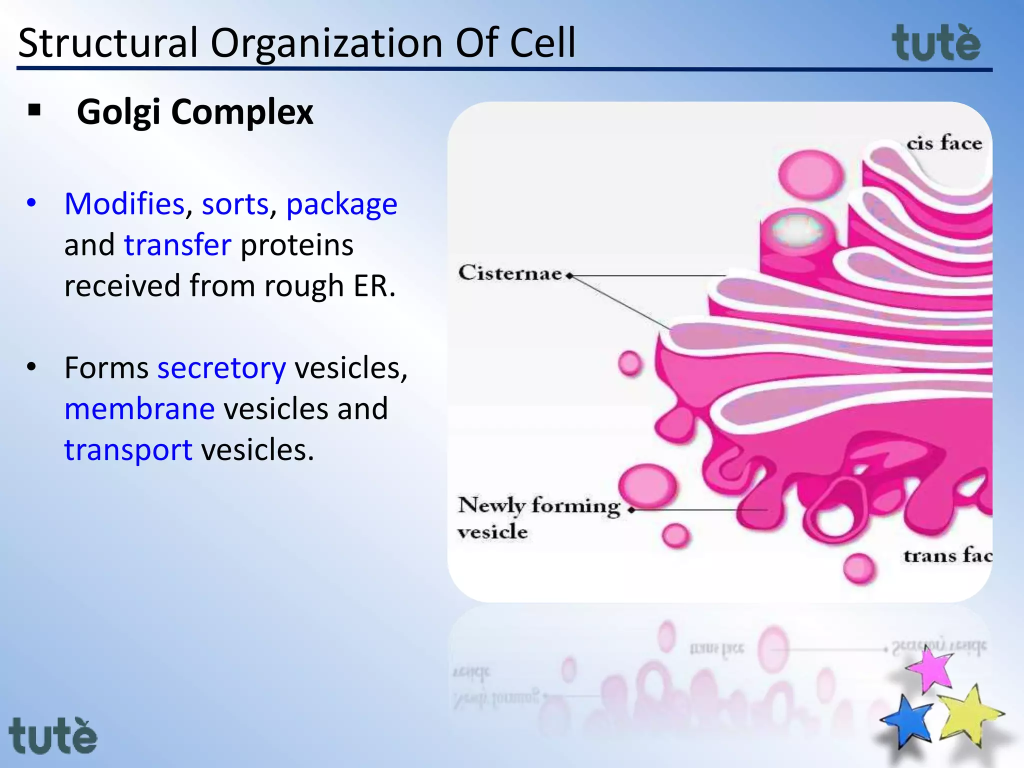 Structural Organization Of Cell
 Golgi Complex
• Modifies, sorts, package
and transfer proteins
received from rough ER.
• Forms secretory vesicles,
membrane vesicles and
transport vesicles.
 