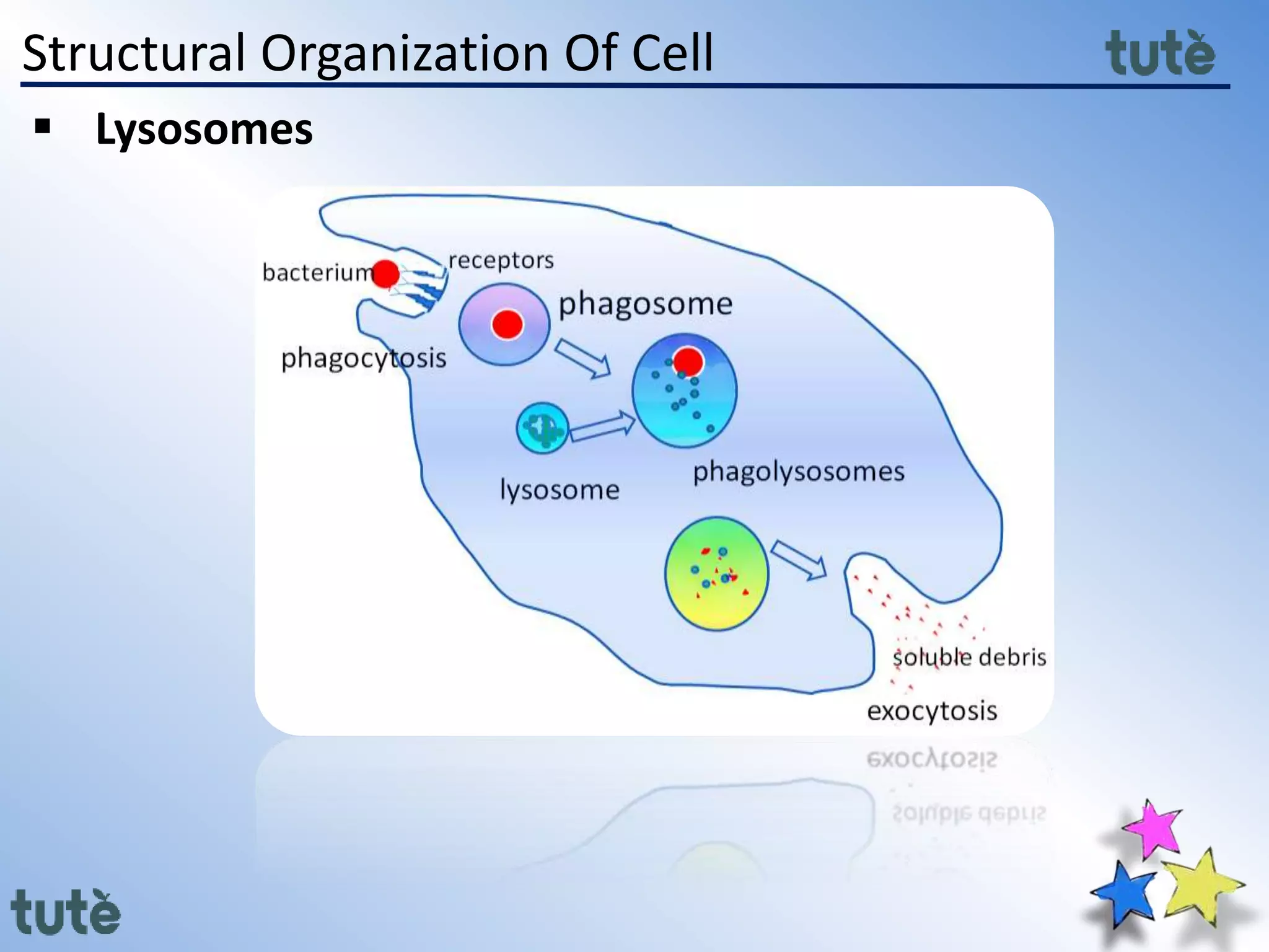 Structural Organization Of Cell
 Lysosomes
 