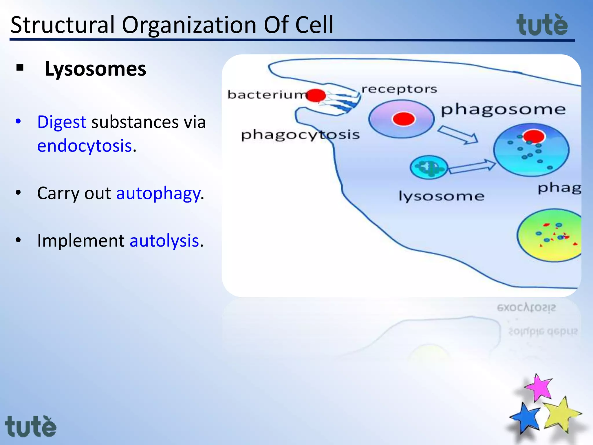 Structural Organization Of Cell
 Lysosomes
• Digest substances via
endocytosis.
• Carry out autophagy.
• Implement autolysis.
 