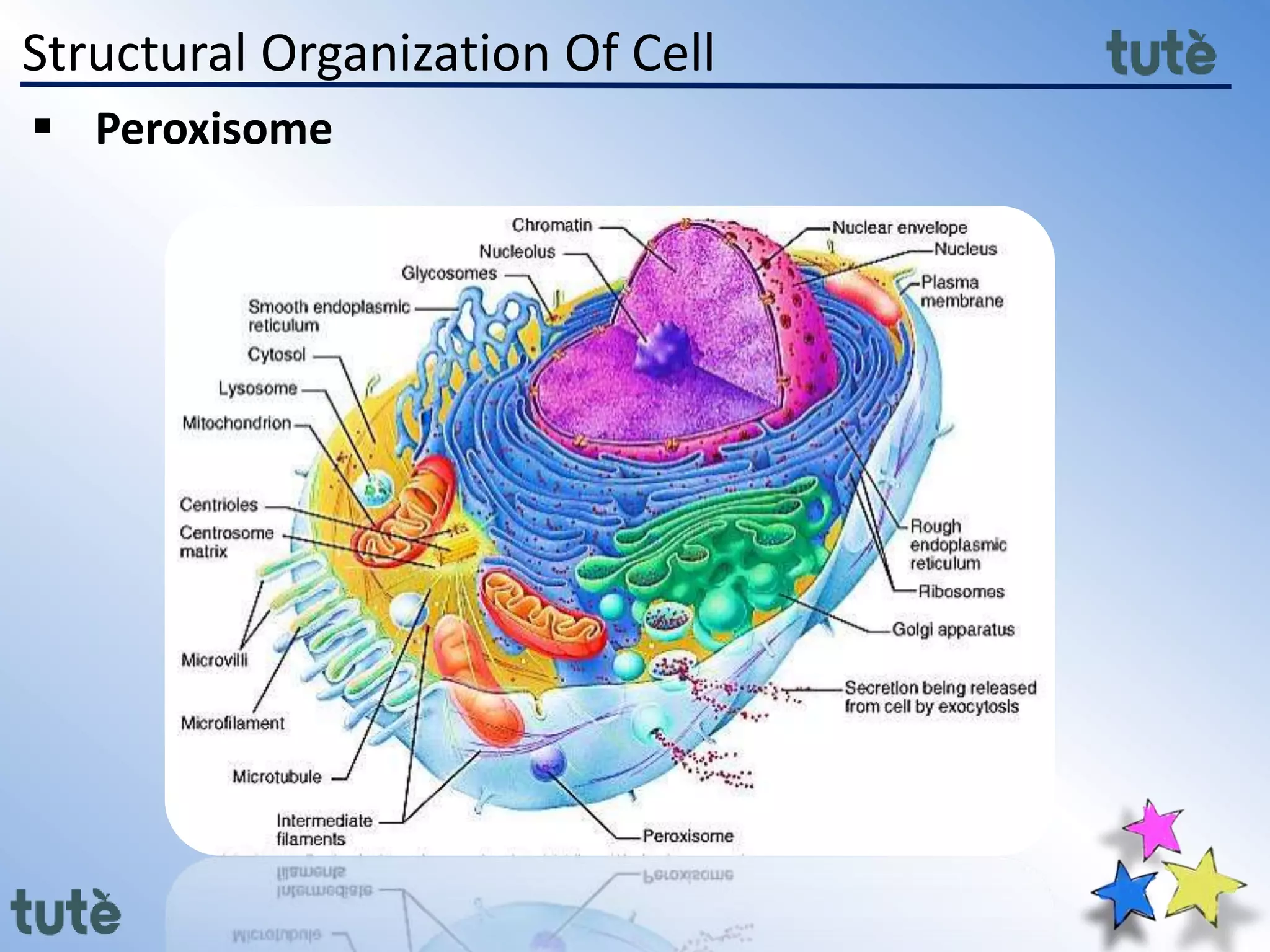 Structural Organization Of Cell
 Peroxisome
 