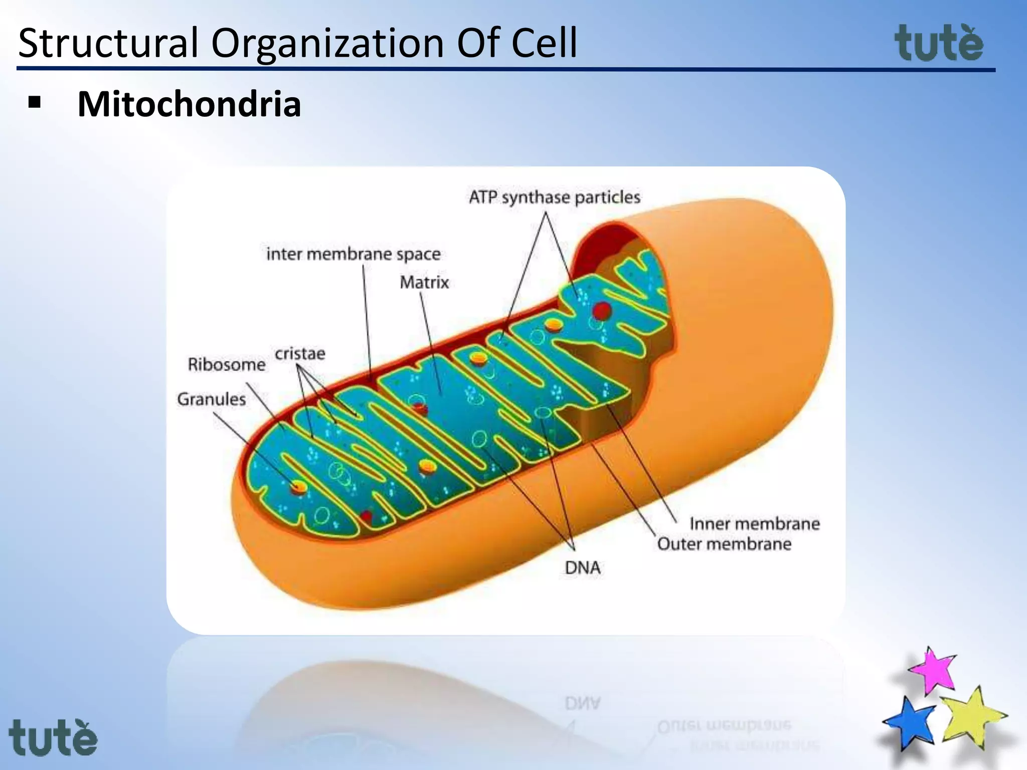Structural Organization Of Cell
 Mitochondria
 