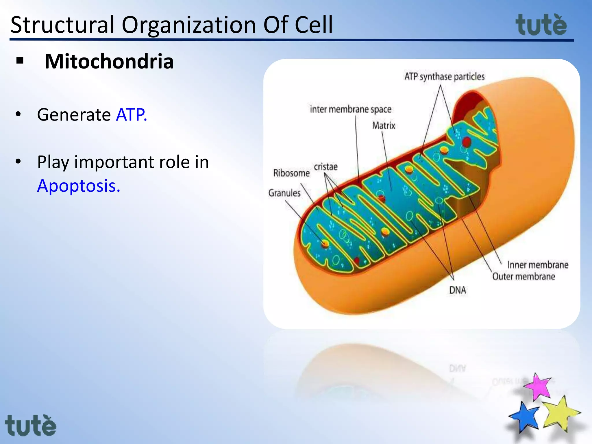 Structural Organization Of Cell
 Mitochondria
• Generate ATP.
• Play important role in
Apoptosis.
 
