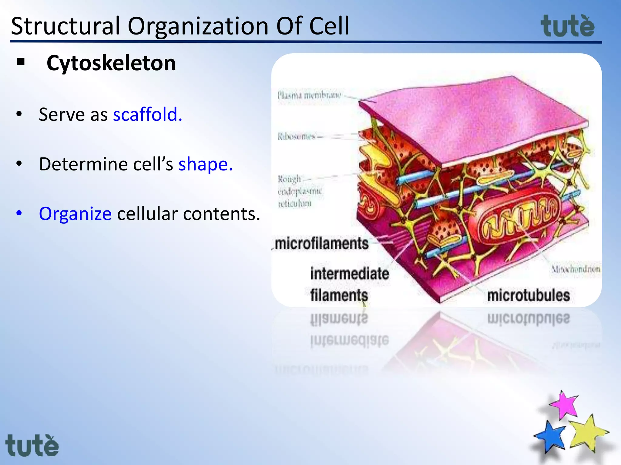Structural Organization Of Cell
 Cytoskeleton
• Serve as scaffold.
• Determine cell’s shape.
• Organize cellular contents.
 