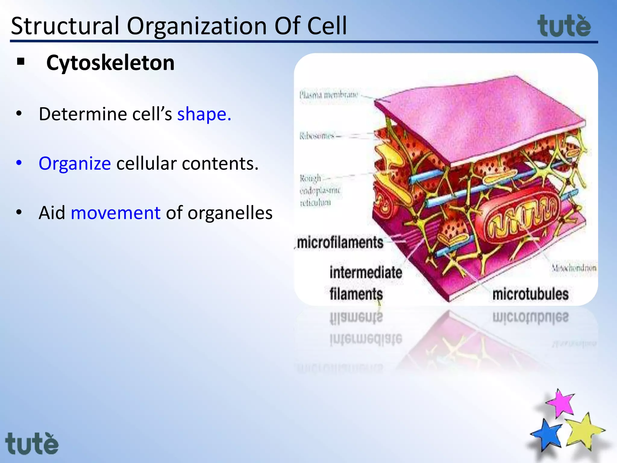 Structural Organization Of Cell
 Cytoskeleton
• Determine cell’s shape.
• Organize cellular contents.
• Aid movement of organelles
 
