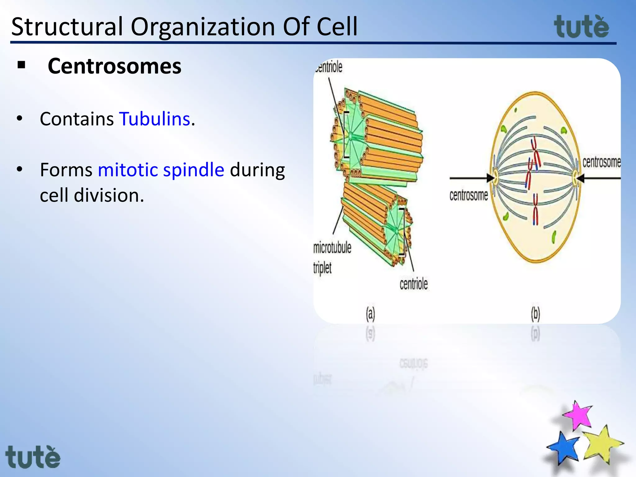 Structural Organization Of Cell
 Centrosomes
• Contains Tubulins.
• Forms mitotic spindle during
cell division.
 