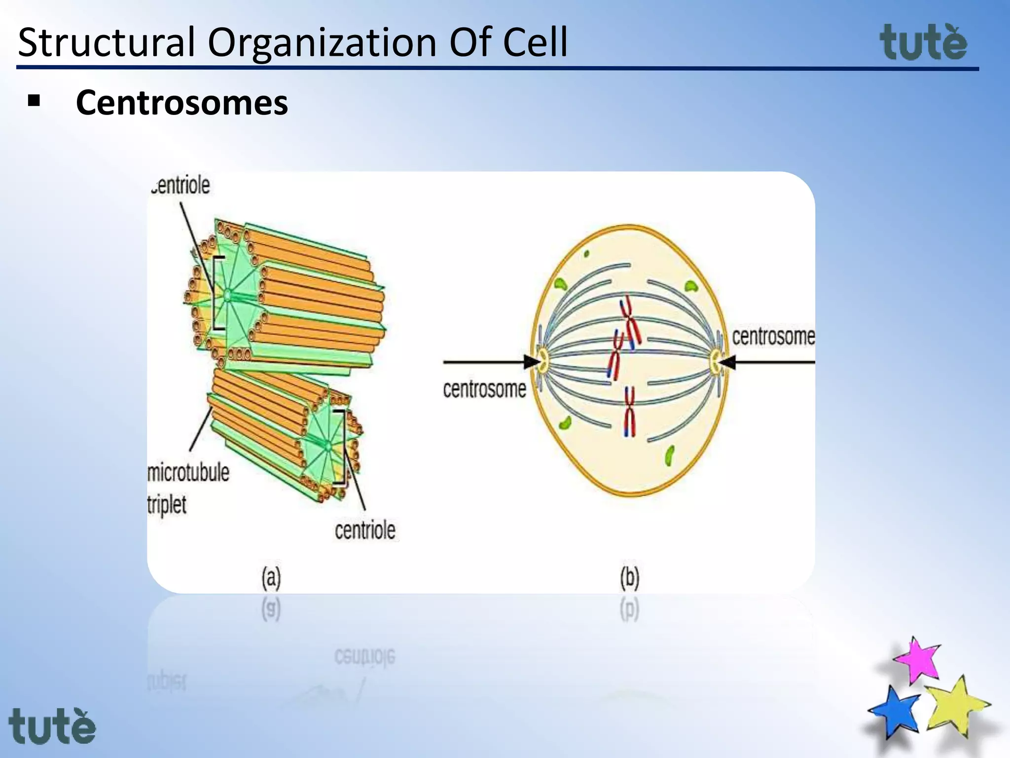 Structural Organization Of Cell
 Centrosomes
 