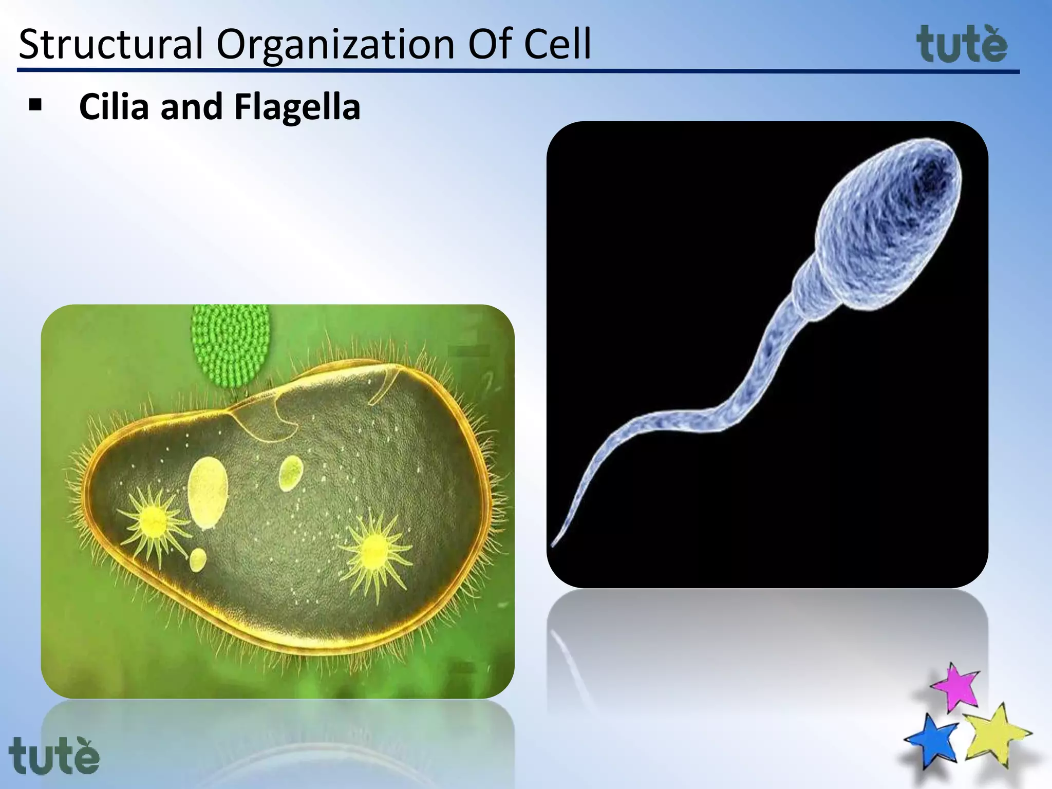 Structural Organization Of Cell
 Cilia and Flagella
 